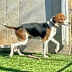 Thumbnail photo of Bo #2