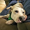 Thumbnail photo of Basil #3