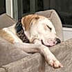 Thumbnail photo of Basil #4