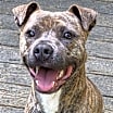 Thumbnail photo of Frannie #1