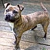 Thumbnail photo of Frannie #2