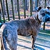 Thumbnail photo of Frannie #3