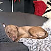 Thumbnail photo of Max #4