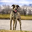Thumbnail photo of Willie #1