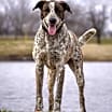 Thumbnail photo of Willie #2
