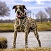 Thumbnail photo of Willie #4