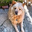 Thumbnail photo of Harper #3