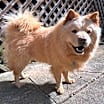 Thumbnail photo of Harper #4