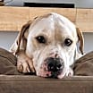 Thumbnail photo of Basil #2