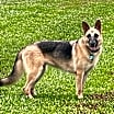 Thumbnail photo of ADIRI #2