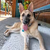 Thumbnail photo of ADIRI #3