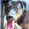 Thumbnail photo of Tillie #4