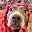 Thumbnail photo of Smoochie - LIFETIME EXPENSES COVERED #3
