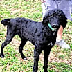 Thumbnail photo of Dominique #1