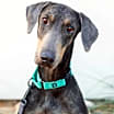 Thumbnail photo of Ruger #1