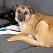 Thumbnail photo of Kona #2