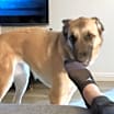 Thumbnail photo of Kona #3