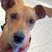 Thumbnail photo of Penny #2