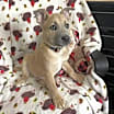 Thumbnail photo of Valentino #1