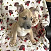 Thumbnail photo of Valentino #2