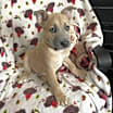Thumbnail photo of Valentino #3