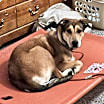 Thumbnail photo of Nova #3