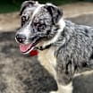 Thumbnail photo of Bucky #3