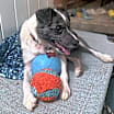 Thumbnail photo of Bucky #4