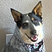 Thumbnail photo of Cooper #1