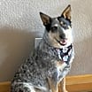 Thumbnail photo of Cooper #2