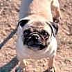 Thumbnail photo of Vi aka Puglet #1
