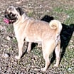 Thumbnail photo of Vi aka Puglet #3