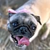 Thumbnail photo of Vi aka Puglet #4
