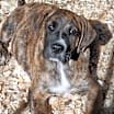 Thumbnail photo of Mocha #4