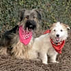 Thumbnail photo of Ella and Shelby #1