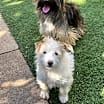 Thumbnail photo of Ella and Shelby #3