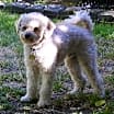 Thumbnail photo of Charlie (two) #1