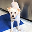 Thumbnail photo of Charlie (two) #3