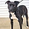 Thumbnail photo of Bonnie #4