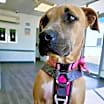 Thumbnail photo of Bella #1