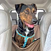 Thumbnail photo of Luke #1