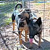 Thumbnail photo of Jack #4