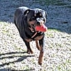 Thumbnail photo of BRUNO 2 #2
