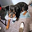 Thumbnail photo of BRUNO 2 #3