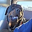 Thumbnail photo of BRUNO 2 #1