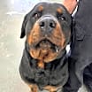 Thumbnail photo of BRUNO 2 #4