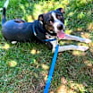 Thumbnail photo of 169536 Mason (Off Site Foster) #3