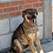 Thumbnail photo of Nico #1