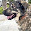 Thumbnail photo of Denali #4