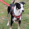 Thumbnail photo of Max #2